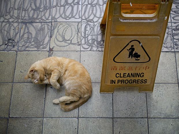 Коты магазинчиков Гонкога