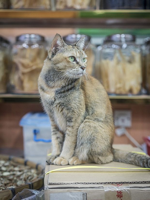 Коты магазинчиков Гонкога