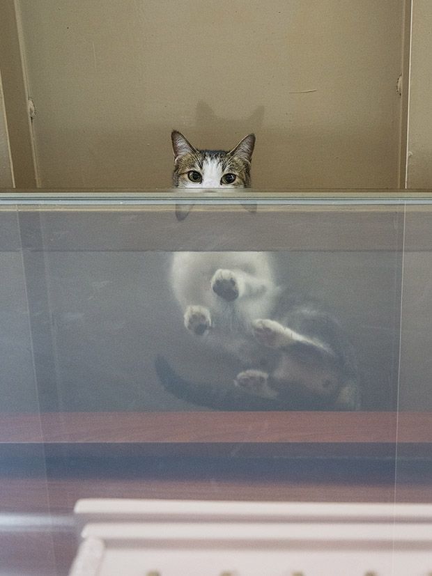 Коты магазинчиков Гонкога