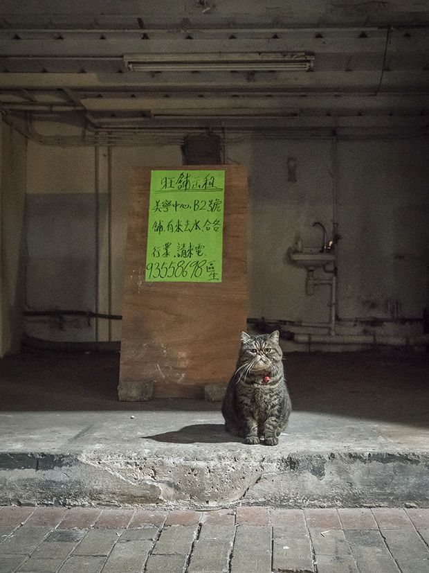 Коты магазинчиков Гонкога