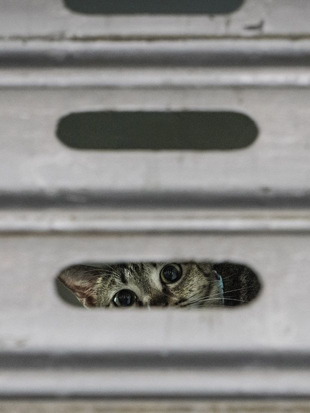 Коты магазинчиков Гонкога