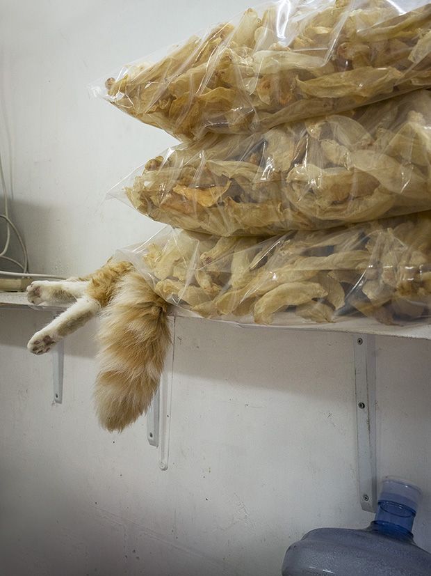 Коты магазинчиков Гонкога