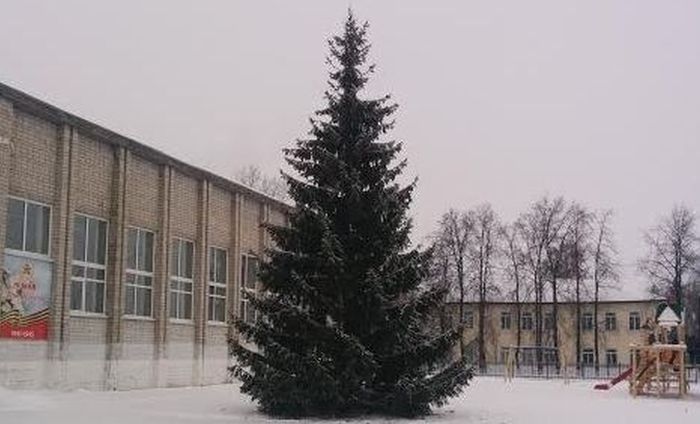 В Тюменской области чиновники спили новогоднюю елку в палисаднике у старушки