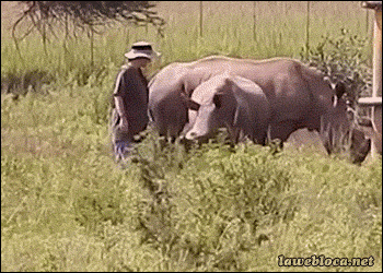 Курьезные гифки с животными