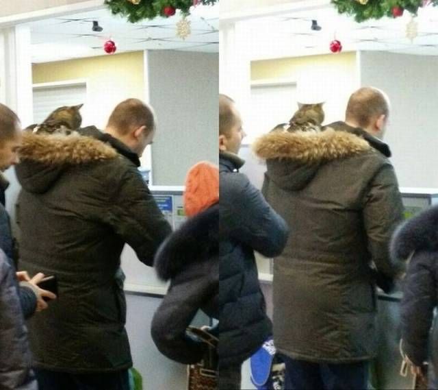 Прикольные картинки
