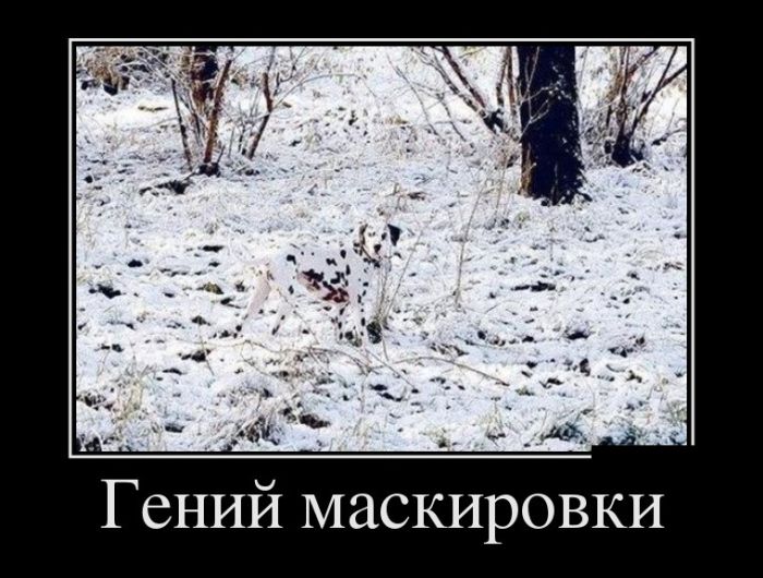 Демотиваторы