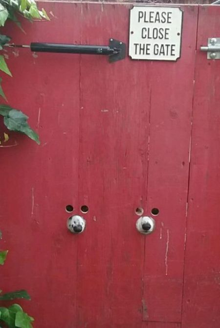 Прикольные картинки