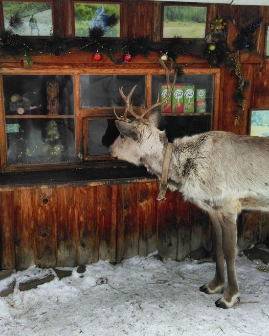 Прикольные картинки