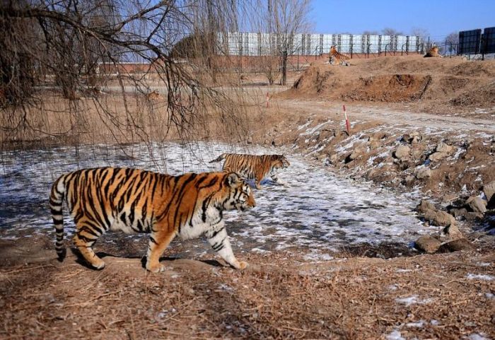 Тучные тигры в китайском зоопарке не боятся морозов