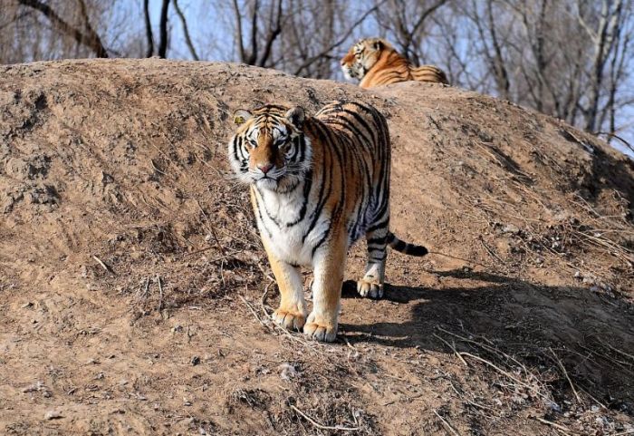 Тучные тигры в китайском зоопарке не боятся морозов