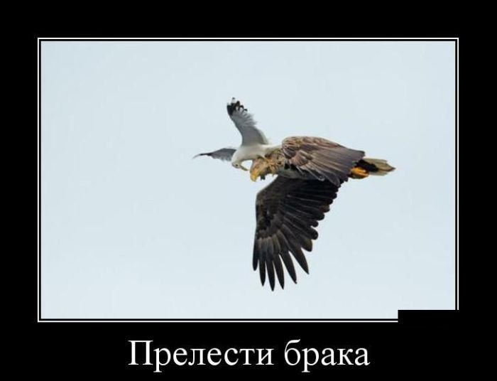 Демотиваторы