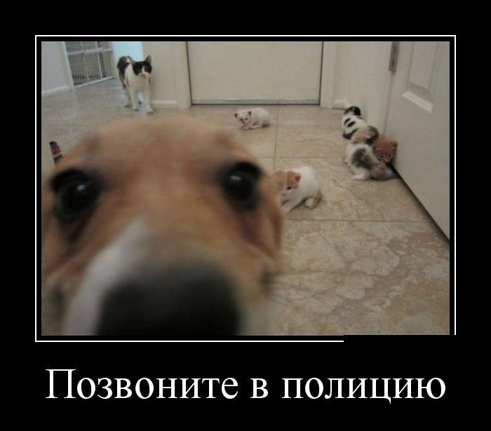 Демотиваторы