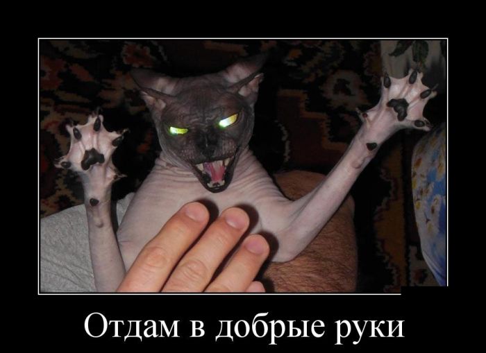 Демотиваторы