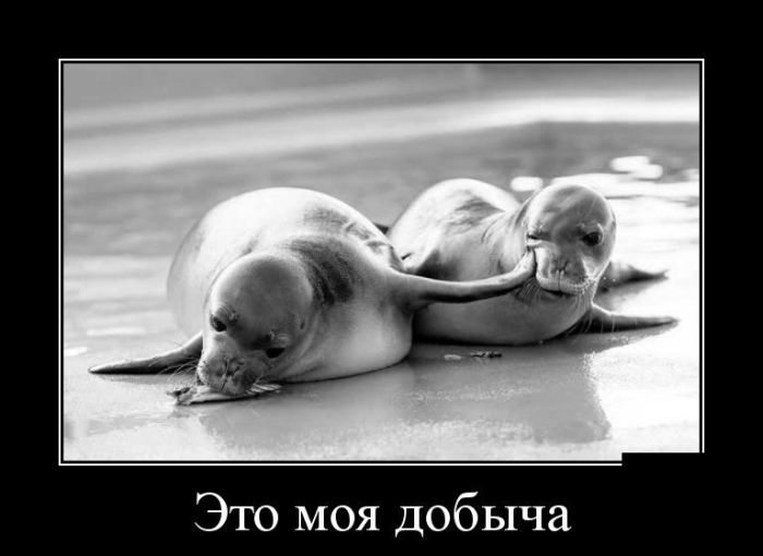 Демотиваторы