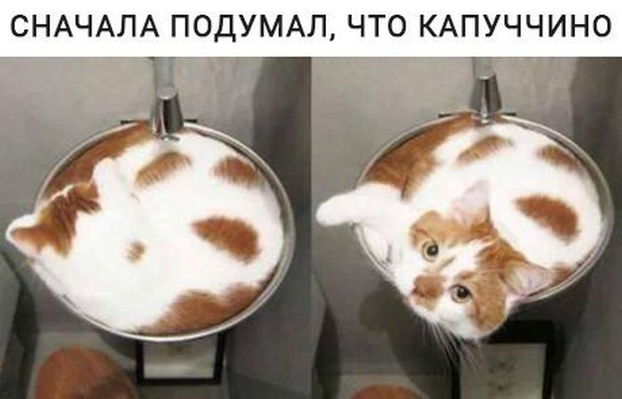Прикольные картинки