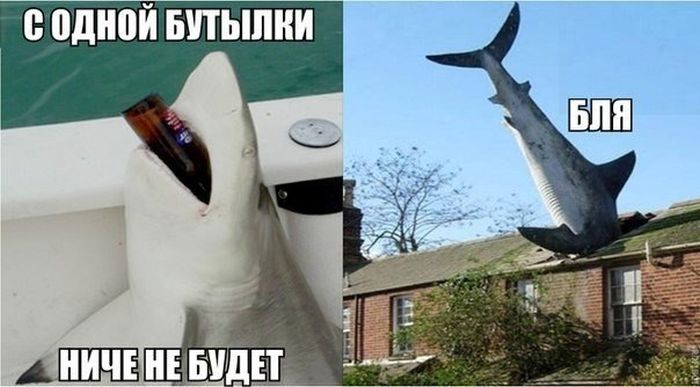 Порция картинок