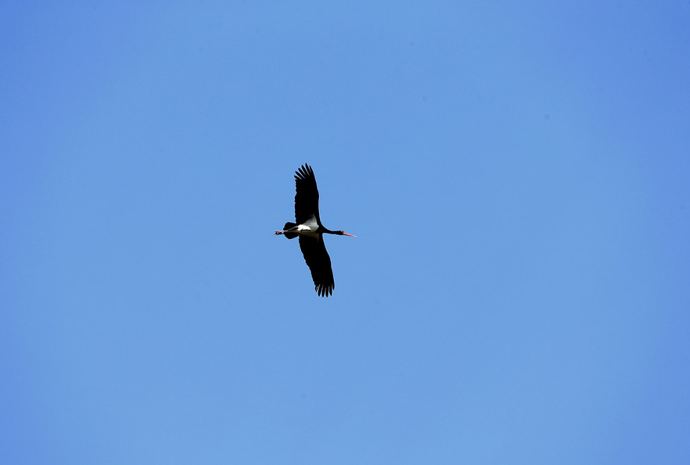 Чернобыльские животные Чернобыльские животные