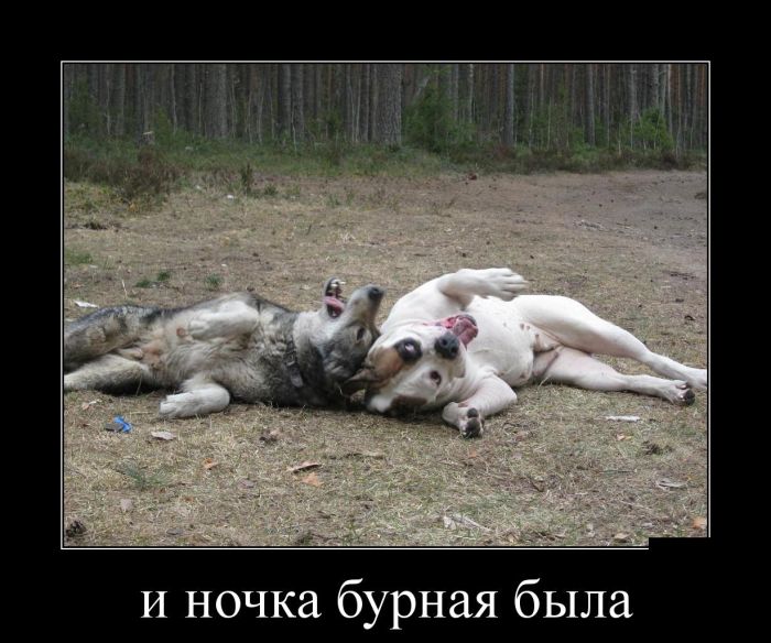 Демотиваторы