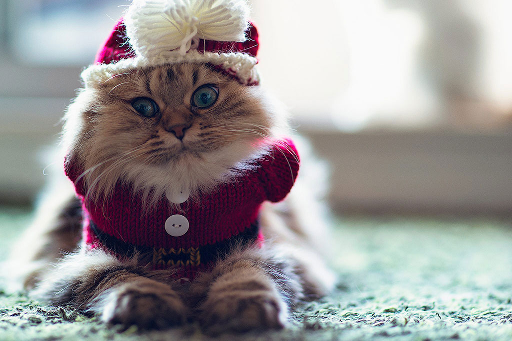 Почему кошка лучше жены Почему кошка лучше жены