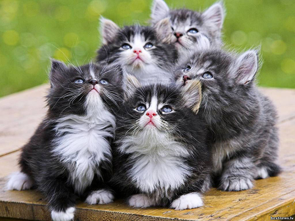 Почему кошка лучше жены Почему кошка лучше жены