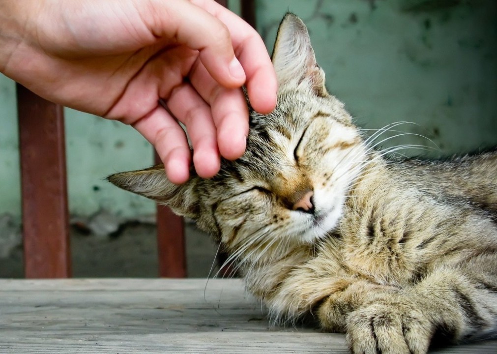 Почему кошка лучше жены Почему кошка лучше жены