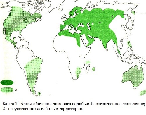 24 факта, о воробьях