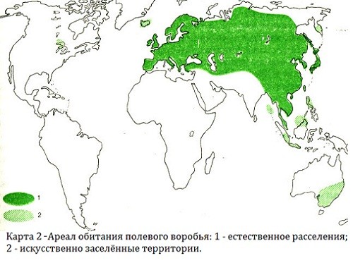 24 факта, о воробьях