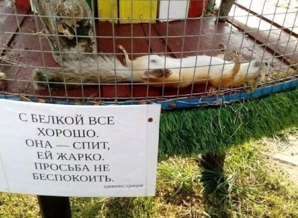 Смешные картинки с надписями