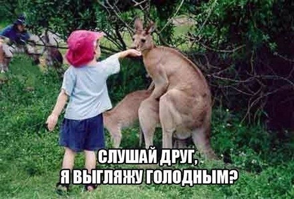 Смешные картинки с надписями