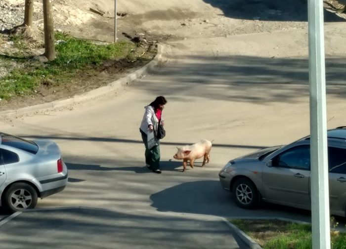 Прикольные картинки