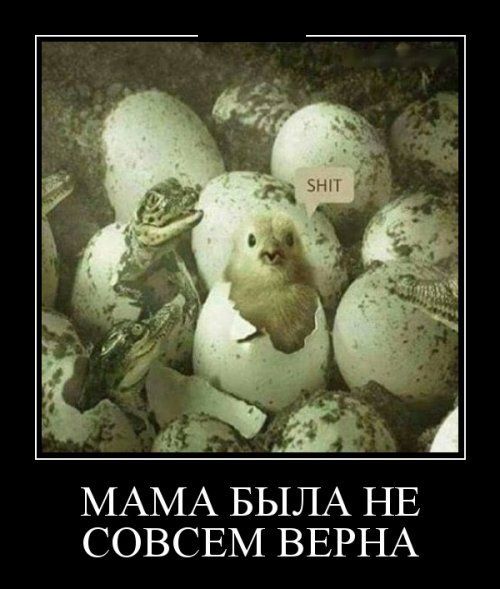 Демотиваторы