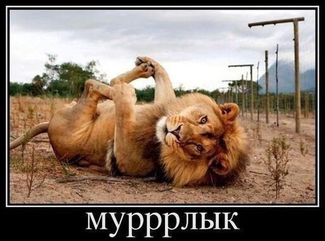Демотиваторы