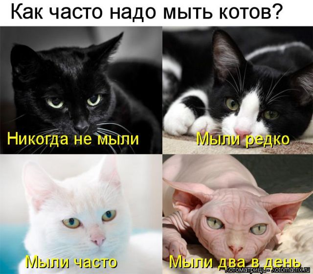 Лучшие котоматрицы недели
