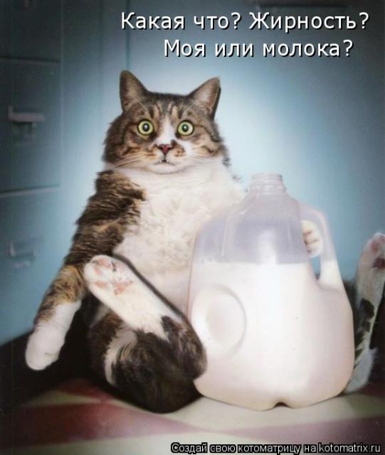 Лучшие котоматрицы недели