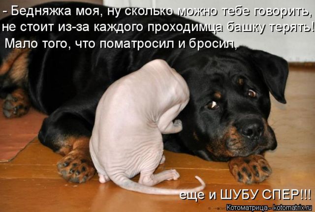 Лучшие котоматрицы недели