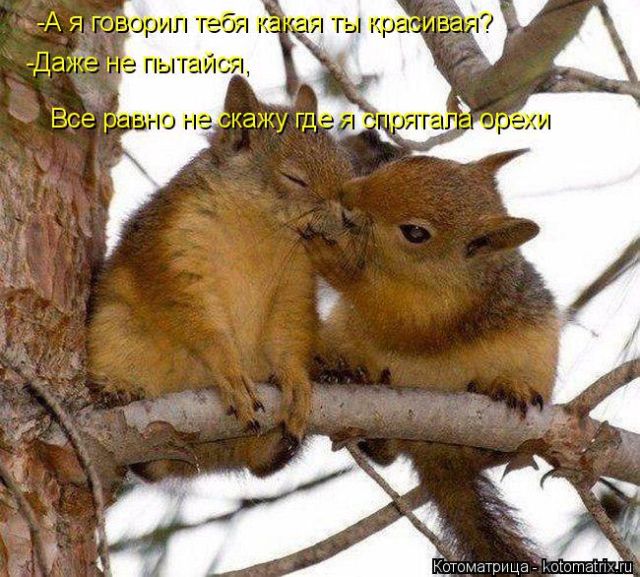 Лучшие котоматрицы недели