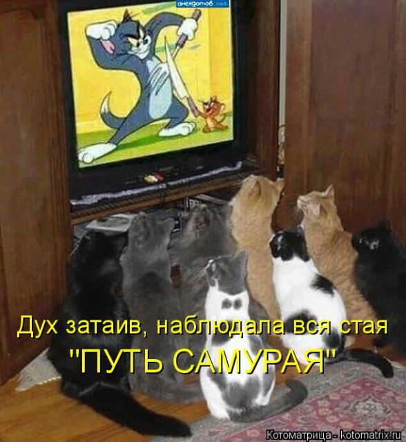 Лучшие котоматрицы недели