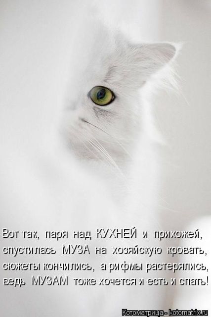 Лучшие котоматрицы недели