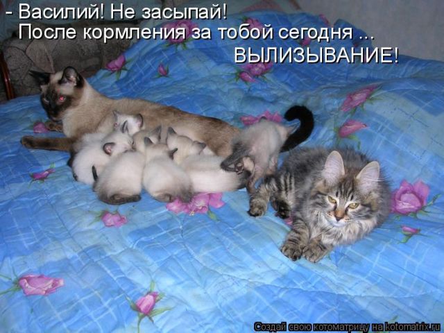 Лучшие котоматрицы недели