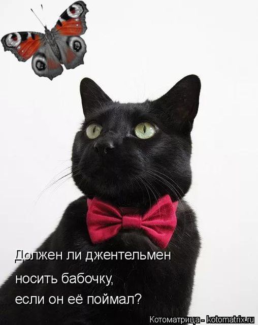 Лучшие котоматрицы недели