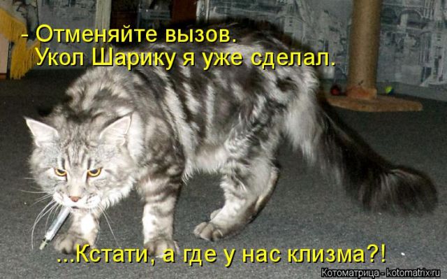 Лучшие котоматрицы недели