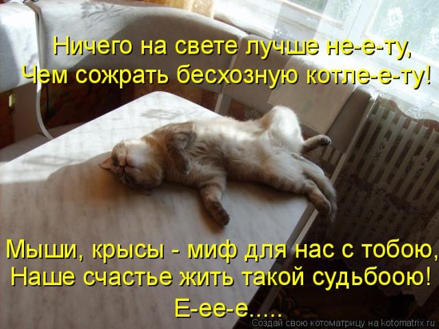 Лучшие котоматрицы недели
