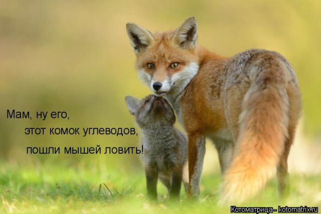 Лучшие котоматрицы недели
