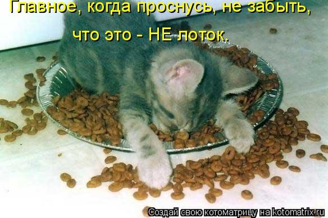Лучшие котоматрицы недели
