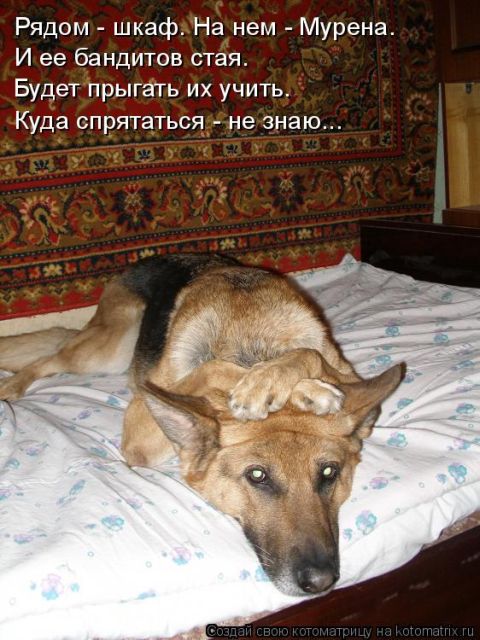 Лучшие котоматрицы недели