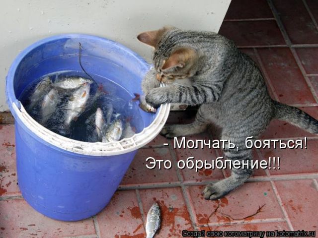 Лучшие котоматрицы недели