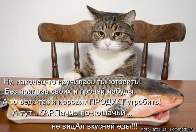 Лучшие котоматрицы недели
