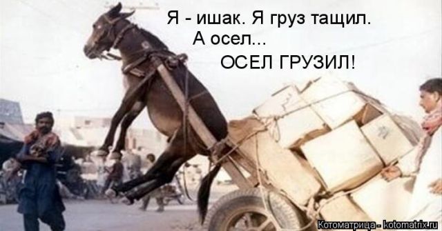 Лучшие котоматрицы недели