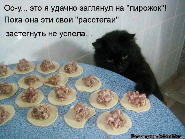 Лучшие котоматрицы недели