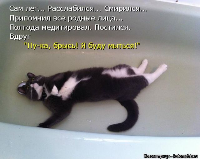 Лучшие котоматрицы недели